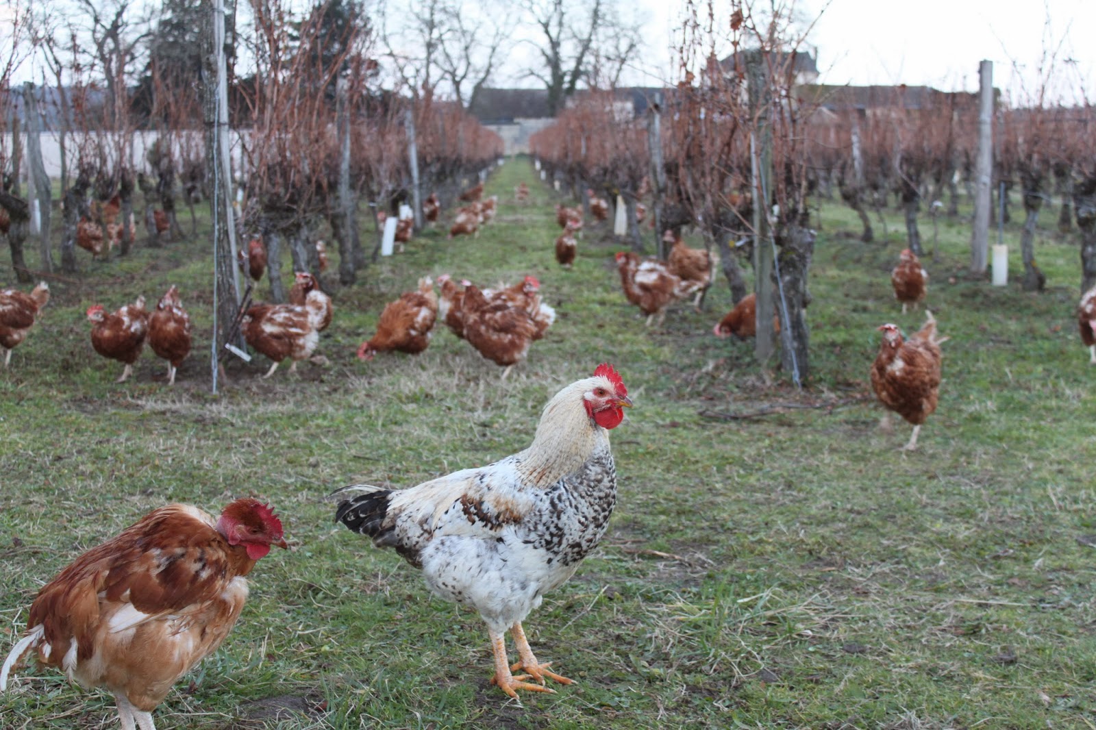 Les poules travaillent pour les vignobles