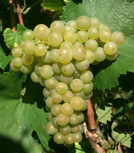 The Chardonnay