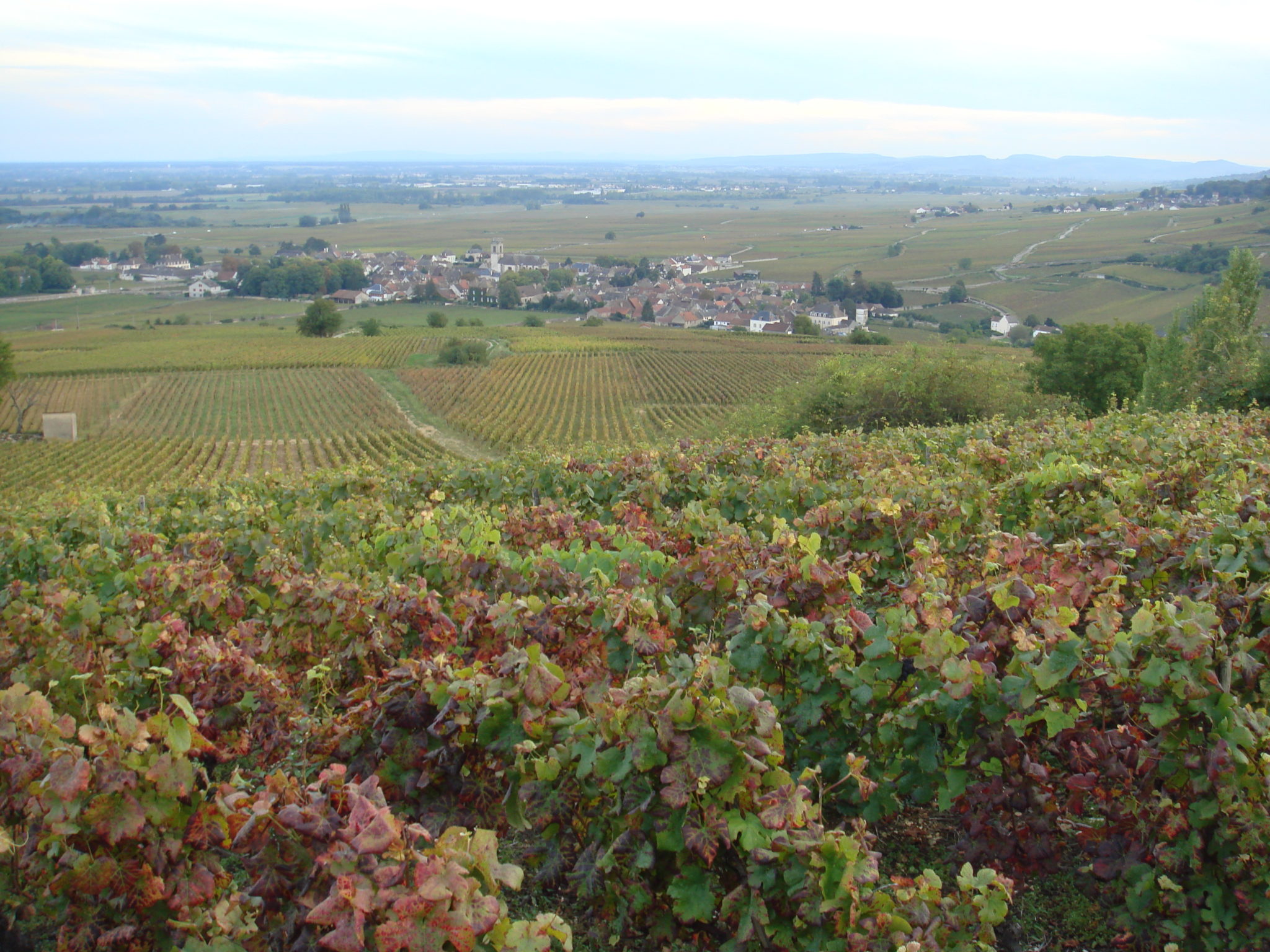 L’oenotourisme, pour voyager dans les vignobles de France