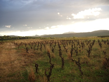 Qu’est-ce que la Biodynamie?