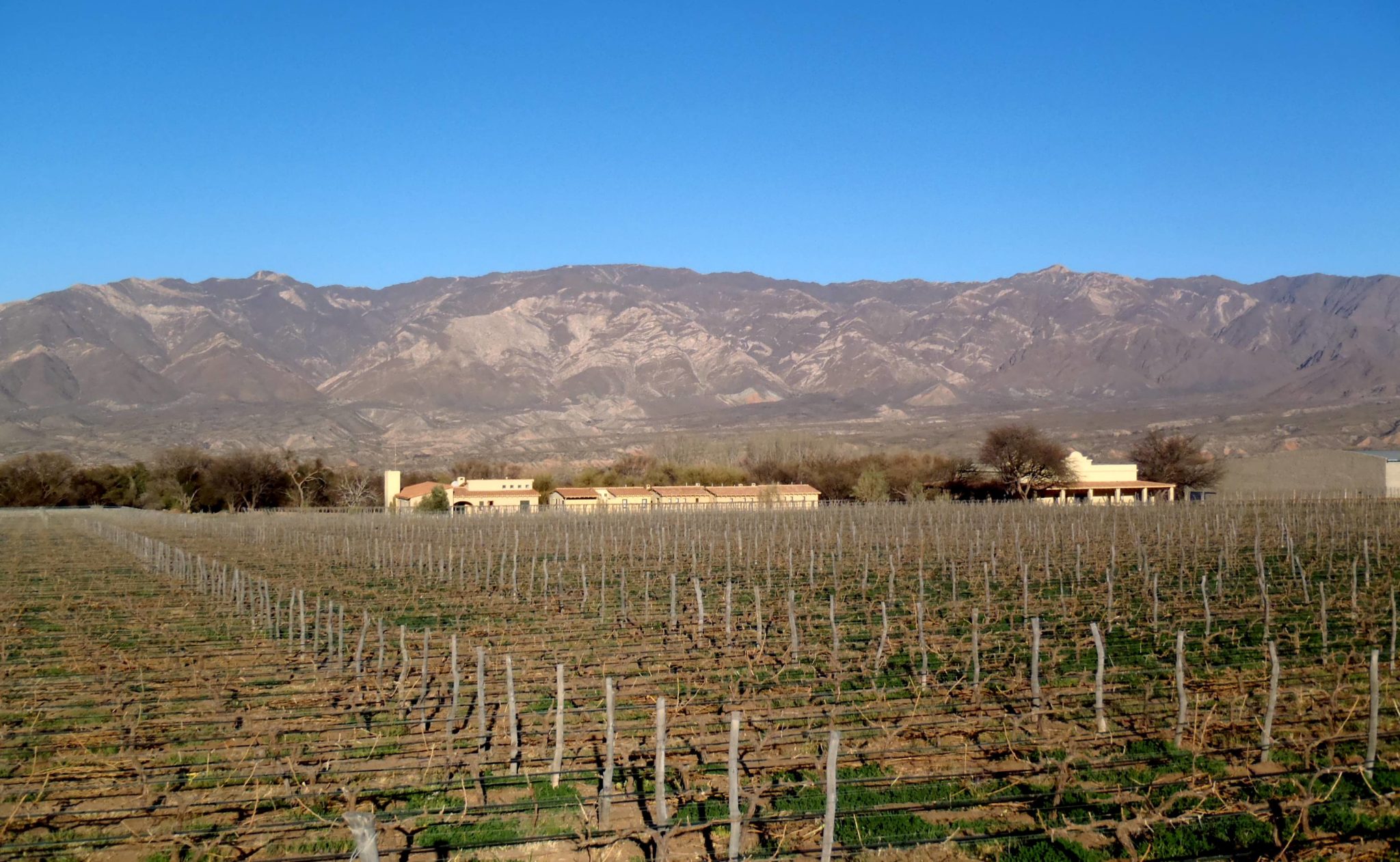 La vigne la plus haute du monde