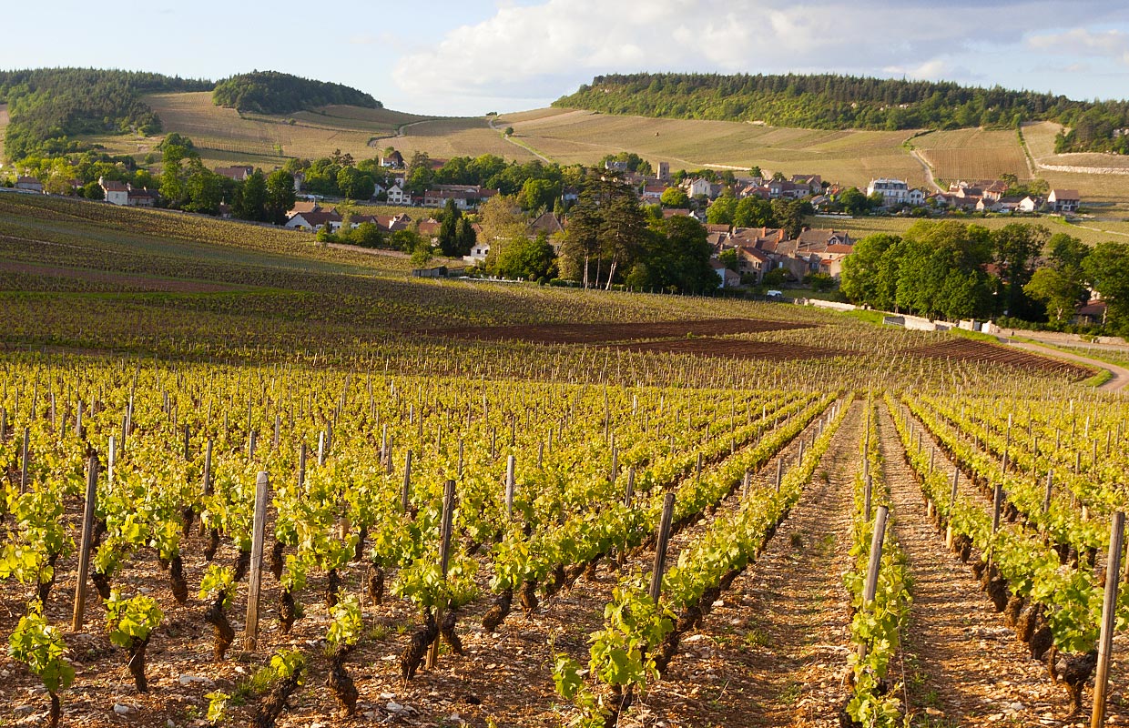 Le vignoble de Bourgogne