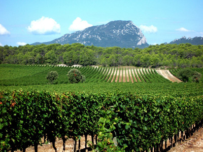 2013: Un millésime d’exception pour le Languedoc Roussillon