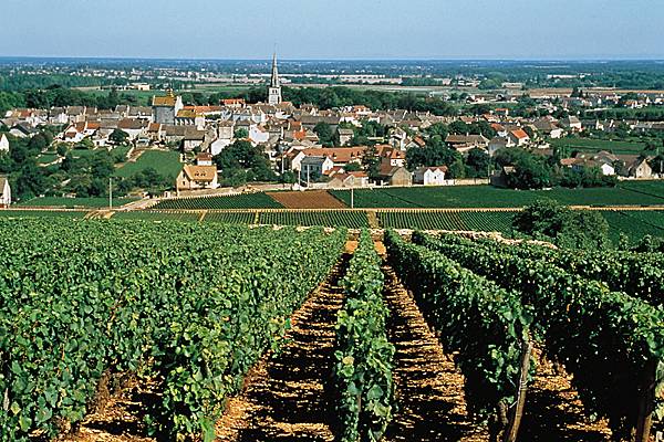 Meursault, vignobles de la Côte de Beaune