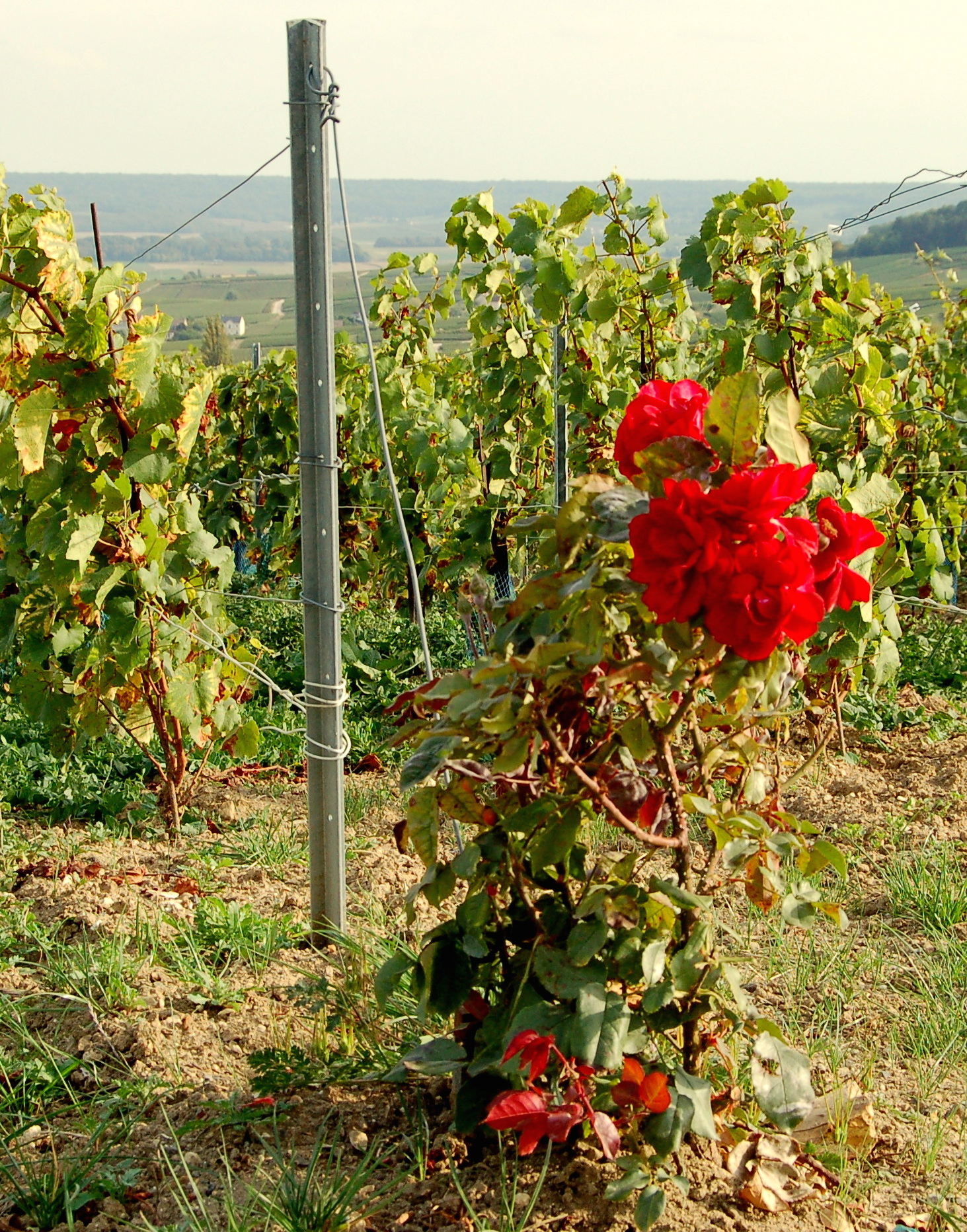 Why are there roses at the head of the rows of vines?