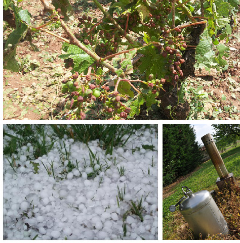 Burgundy wines growers fight against hail