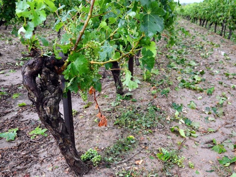 THE AUDE REGION HIT BY HAIL.