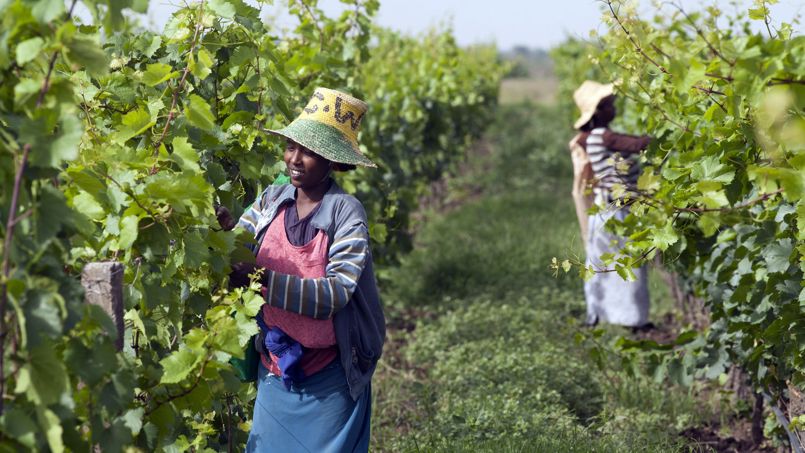 Le vin d’Ethiopie