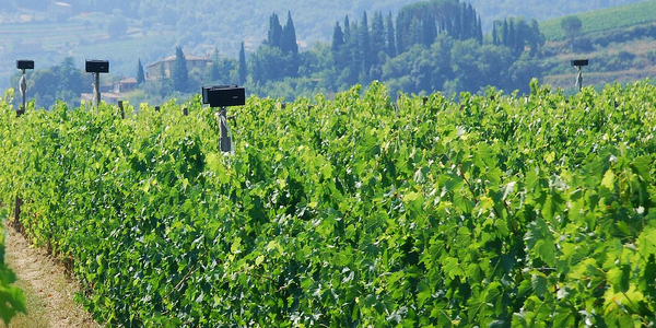 De la musique classique pour les pieds de vigne