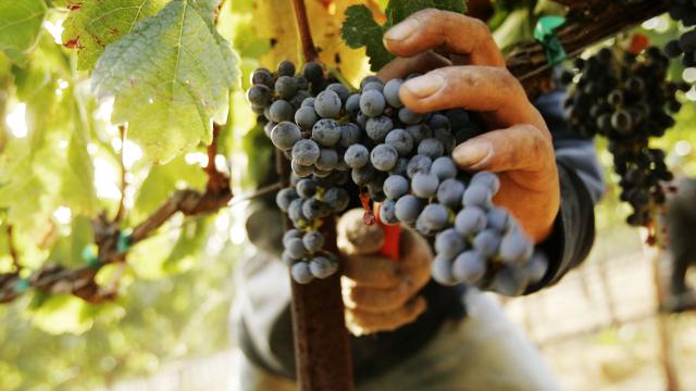 Des prévisions en hausse pour les vendanges 2014