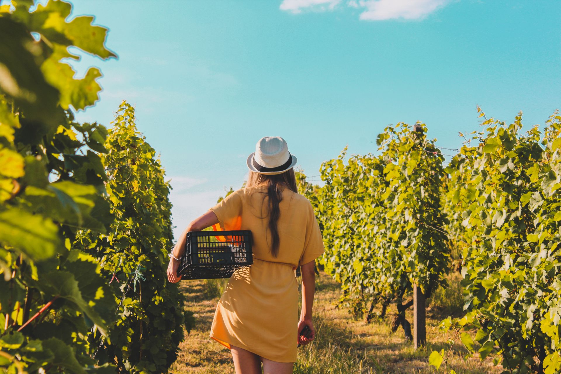 Production forecasts on the rise for the 2014 harvest