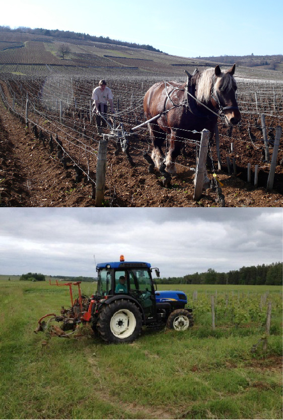 Does mechanical soil labor, have an influence on the wine?