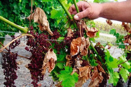 Les Maladies du bois affectent 12% du vignoble français