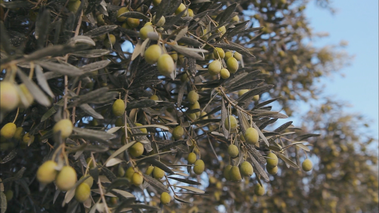 L’huile d’olive bientôt en pénurie
