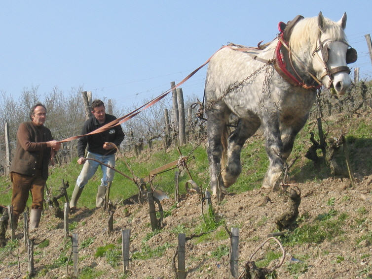 Nicolas Joly quitte l’inter-profession des vins du Val de Loire