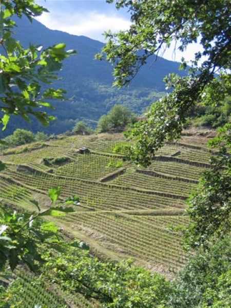 Domaine des Ardoisières: une référence en vin de Savoie