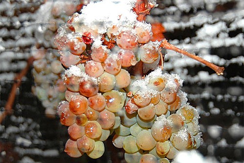 Connaissez vous le vin de glace?