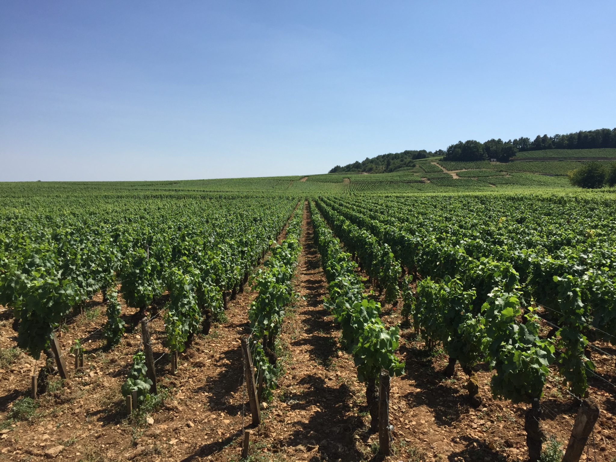 L’Unesco inscrit la Bourgogne dans le patrimoine mondial