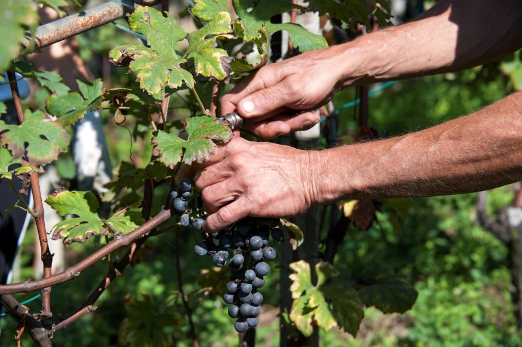 Vendanges 2015: déjà un super millésime!