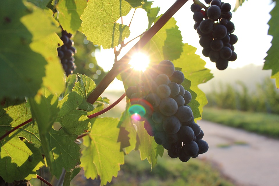 Global warming : what consequences on the wine production ?